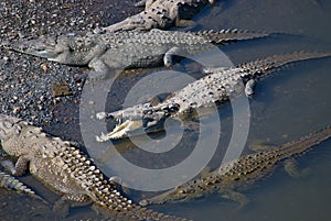 Saltwater Crocodiles