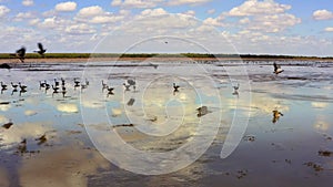 Saltwater crocodiles in natural habita