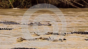 Saltwater crocodiles in natural habita