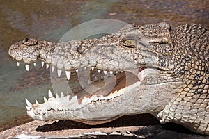 Saltwater or Estuarine Crocodile photo