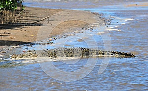 Saltwater eustarine crocodile river bank, cooktown,queensland,australia