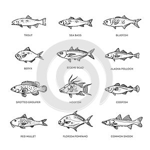 Saltwater fish set. Types marine and ocean fish