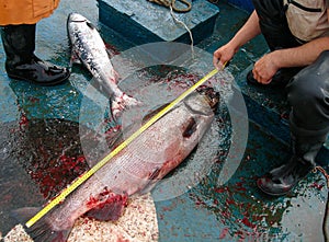 Saltwater fishing industry. Fisherman measures length of a caught salmon fish