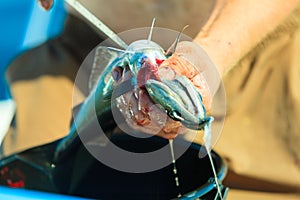 Saltwater fishing - man cleaning fish outdoor