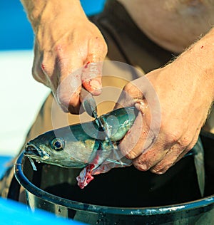 Saltwater fishing - man cleaning fish outdoor