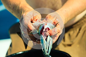 Saltwater fishing - man cleaning fish outdoor