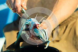 Saltwater fishing - man cleaning fish outdoor