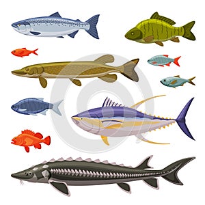Saltwater and Freshwater Fishes Set, Fresh Aquatic Fish Species Cartoon Vector Illustration