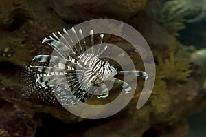 Saltwater Lion Fish