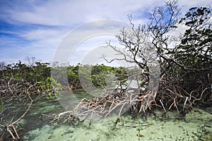 Saltwater mangrove creek.