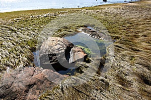 Saltwater Marsh and Sea Grass All Along the Coast