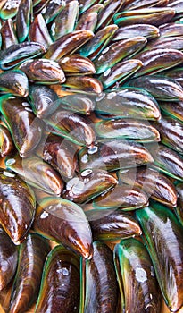Saltwater Mussel Close Up IV
