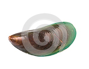 Saltwater Mussel I