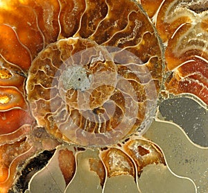 Saltwater old petrified fossils