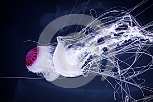 Saltwater Reef Jellyfish