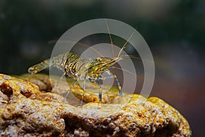 Saltwater rockpool shrimp Palaemon elegans in Black Sea marine biotope aquarium, easy to keep invasive alien species
