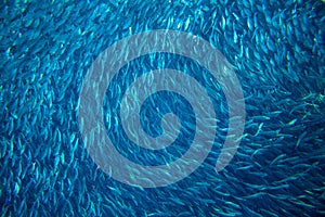 Saltwater sardine colony in ocean. Massive fish school undersea photo.