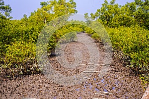 saltwater tree hd image