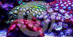 Zoanthus Coral polyps in reef aquarium tank scene photo