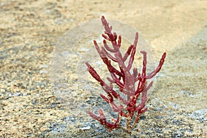 Saltwort, growing in saline soils.