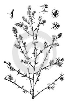 Saltwort salsola kali var. tragus vintage illustration