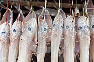 Salty Baikal delicacy-golomyanka fish