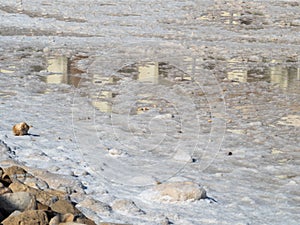 Salty beach at Ein Bokek Dead Sea Resort, Israel