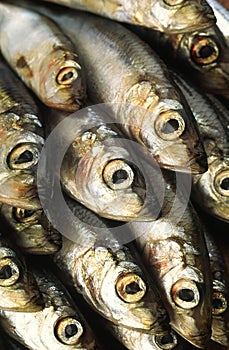 Salty herring