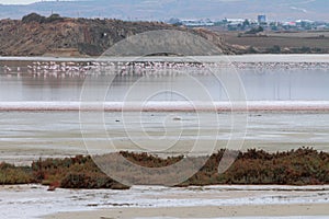 Salty lake and pink flamingos. Larnaca, Cyprus