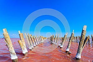The salty lake with pink water and the beach from salt. Old logs pier on Lake Sasyk in the Crimea