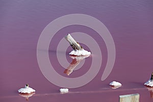 Salty pink lake. Old Wooden poles stick out above surface of water. Unique color of the lake is given by halophile microalgae