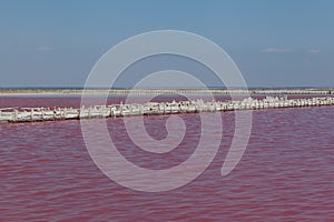 Salty pink lake. The unique color of the lake is given by halophile microalgae Dunaliella salina