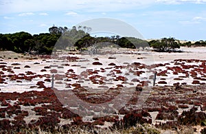 Salty Plain, Eyre Peninsula