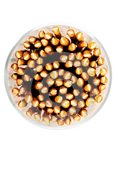 Salty sticks- up front view.