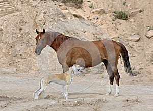 Saluki and Arabian horse standing on sand bagkground