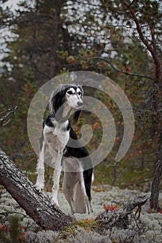 Saluki black dog breed at naturales in forest photo