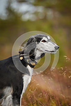 Saluki black dog breed at naturales at the grass photo