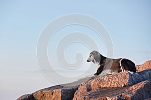 Saluki black dog breed at naturales at the rock photo