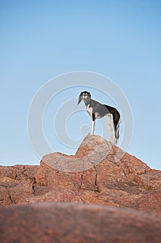 Saluki black dog breed at naturales at the rock photo