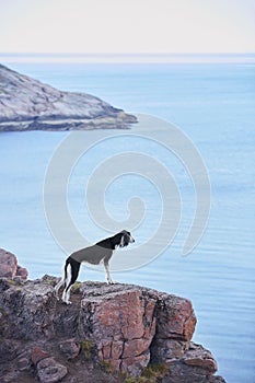 Saluki black dog breed at naturales at the rock photo