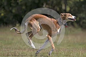 Saluki cross Greyhound running outdoors.