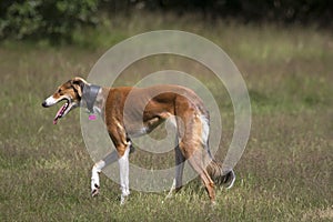 Saluki cross Greyhound walking outdoors.