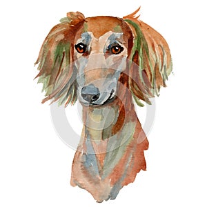Saluki dog, persian greyhound photo