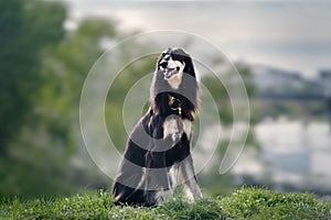 Saluki dog photo