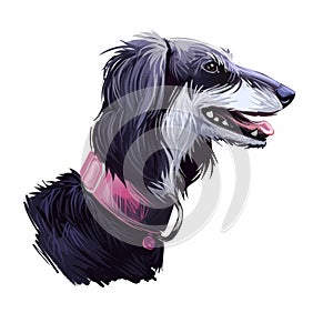 Saluki dog portrait isolated on white. Digital art illustration of hand drawn dog for web, t-shirt print and puppy food cover