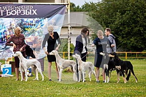 Saluki dogs outdoor on dog show at summer