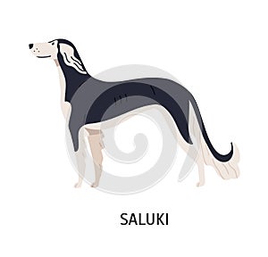 Saluki. Gorgeous lovely dog of hunting breed, gazehound or sighthound, side view. Stunning cute purebred pet animal