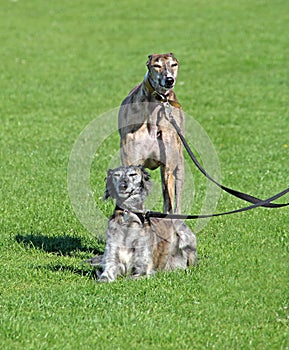 Saluki and greyhound dogs
