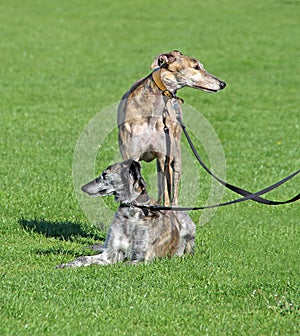 Saluki and greyhound dogs