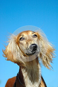 Saluki hound dog portrait